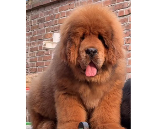 精品幼犬