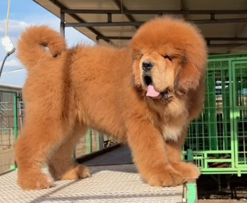 精品幼犬
