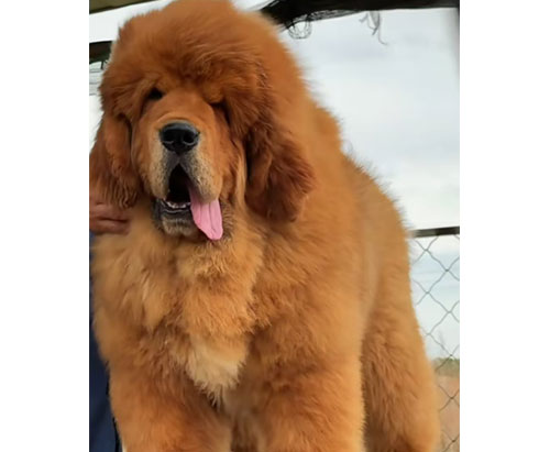 Premium Tibetan Mastiff