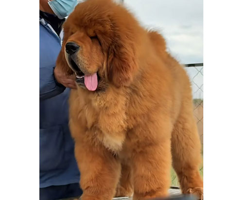 Premium Tibetan Mastiff
