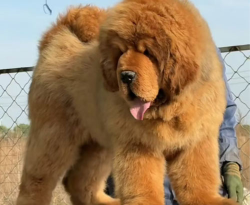 Premium Tibetan Mastiff