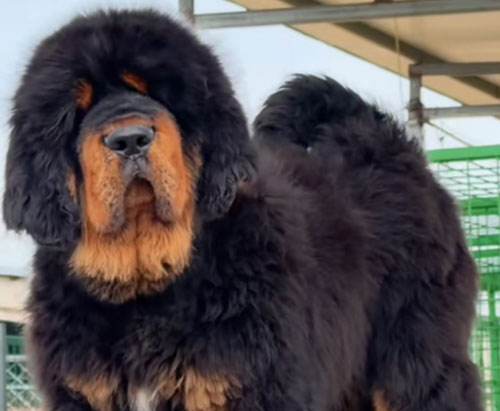 Premium Tibetan Mastiff
